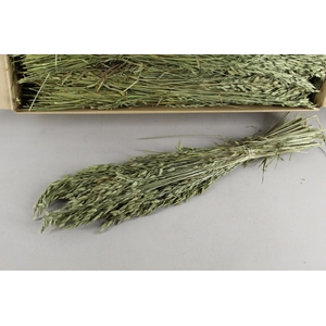 DF Bromus Bs 150g