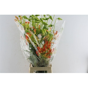 Gloriosa Orange Heart