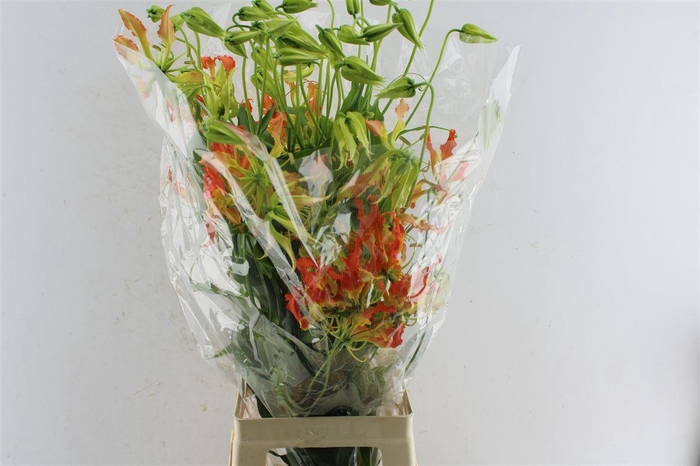 <h4>Gloriosa Orange Heart</h4>