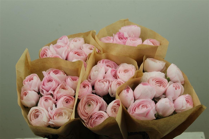 <h4>Ran Cloni Ex Lady Hanoi Pink</h4>