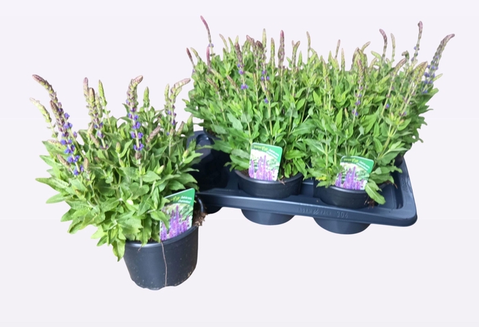 <h4>SALVIA NE OSTFRIESL</h4>