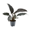 Philodendron Imperial Red