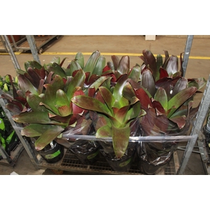 BROMELIA IMPERIAL P27 VERMELHO
