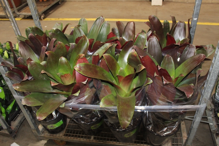 <h4>BROMELIA IMPERIAL P27 VERMELHO</h4>