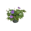 Geranium Rozanne