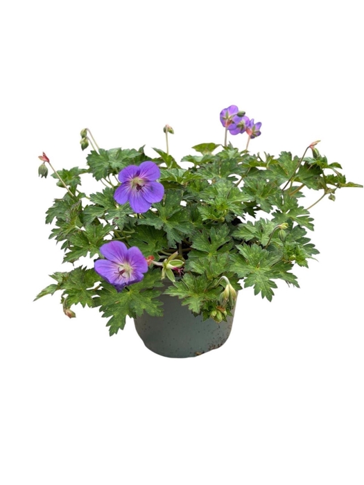 Geranium Rozanne