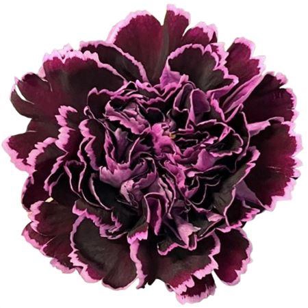 <h4>Di St Nobbio Crochet</h4>