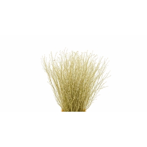 Berk 70cm Gl Goud Pbs