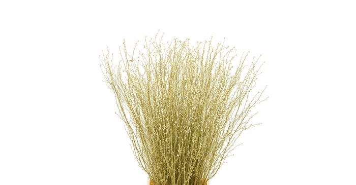 <h4>Berk 70cm Gl Goud Pbs</h4>