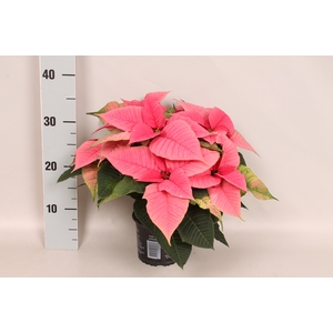 Poinsettia 13 cm Christmas Feelings® Pink