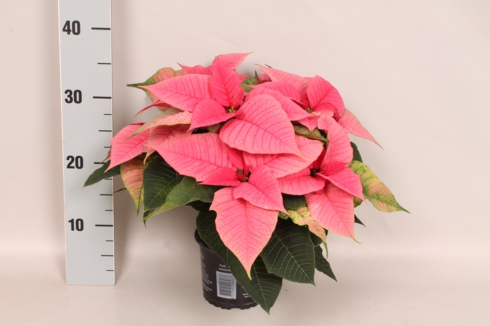 Poinsettia 13 cm Christmas Feelings® Pink