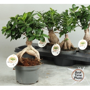 FIC MI GINSENG