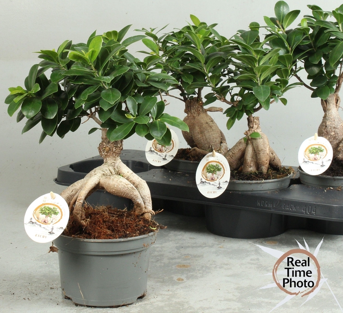 <h4>FIC MI GINSENG</h4>