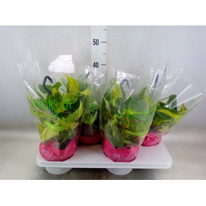 Philodendron scand. 'Brasil'