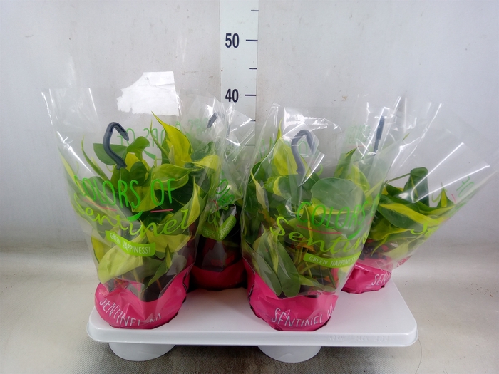 <h4>Philodendron scand. 'Brasil'</h4>