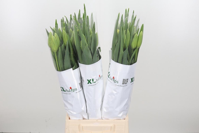 <h4>Tu En Ouveze</h4>