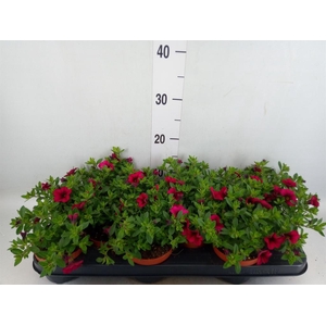 Calibrachoa  'Minifam Purple'
