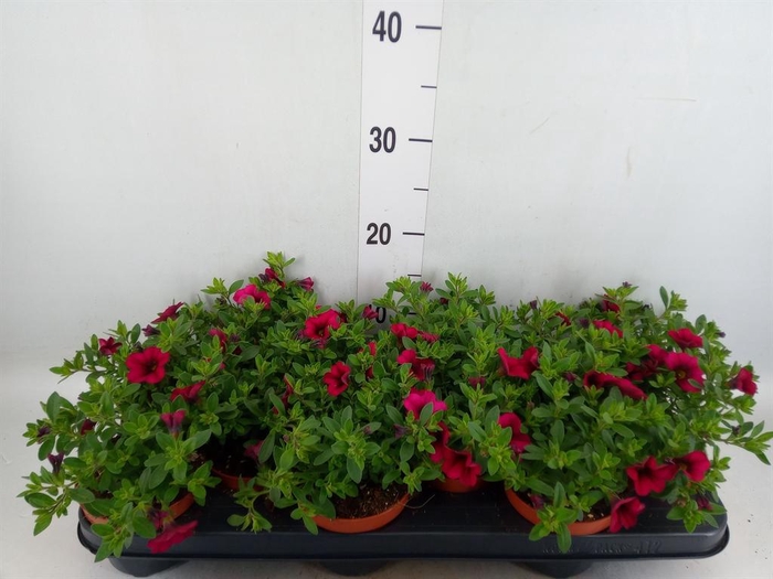 <h4>Calibrachoa  'Minifam Purple'</h4>