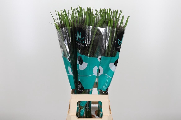 <h4>Penni Black Fox</h4>