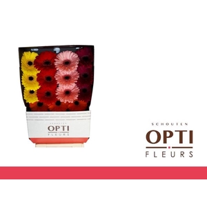 Gerbera Mix 5 Kleuren Diamond