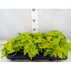 Ipomoea batatas Marguerita