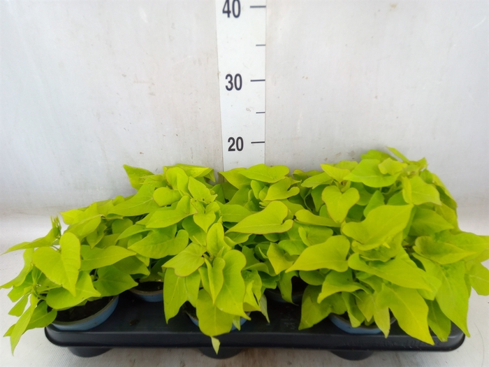 <h4>Ipomoea batatas Marguerita</h4>