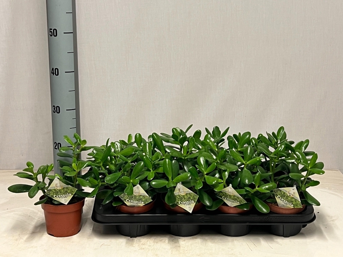 <h4>CRASS OVATA</h4>