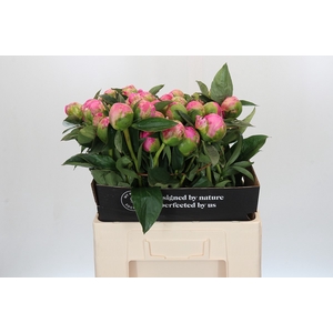 Paeonia Jacorma