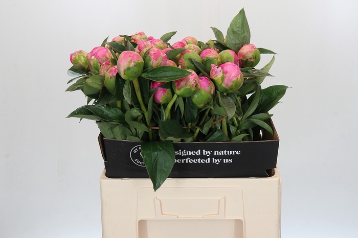 Paeonia Jacorma