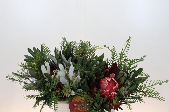 <h4>BQ Protea Dotti Portugal</h4>