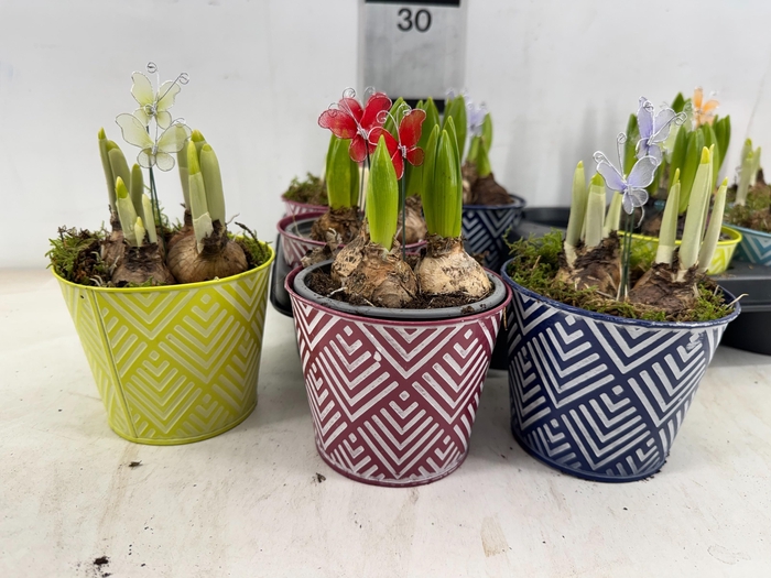 <h4>ARR BOL KNOLGEWAS</h4>