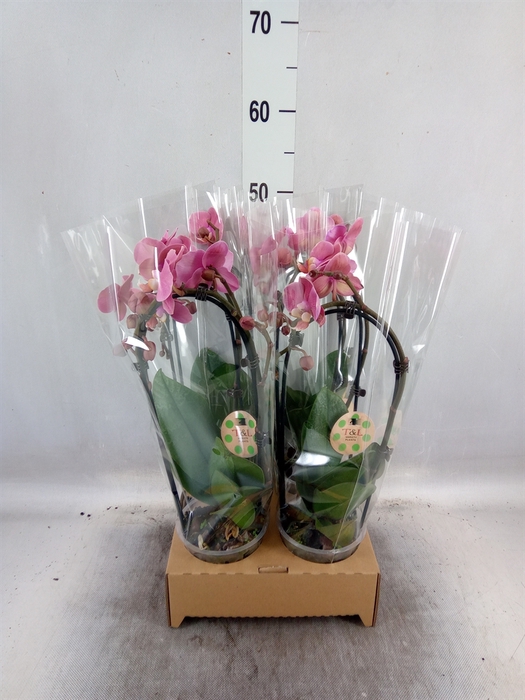 <h4>Phalaenopsis  'Elegant Cascade'</h4>
