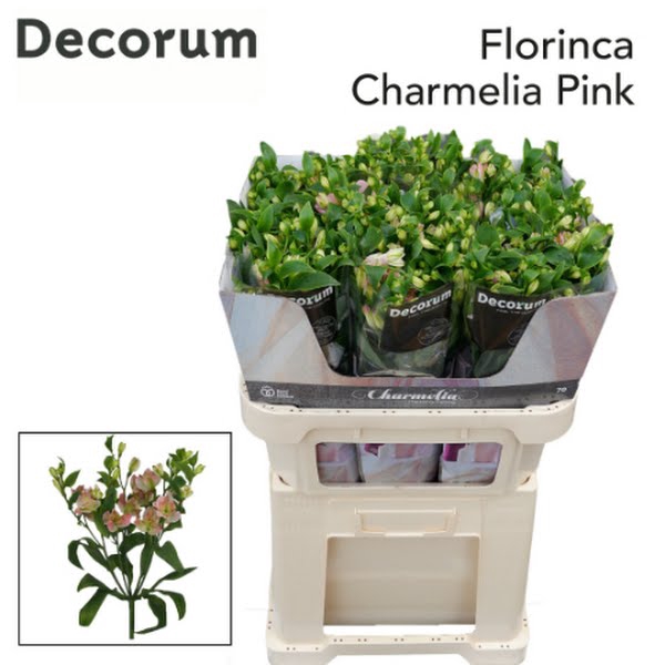 <h4>Alstr Florinca Charmelia Pink</h4>