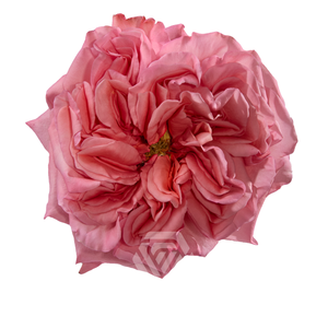 R GR PINK X-PRESSION Tessa
