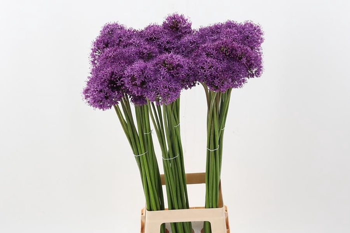 <h4>Allium Gladiator</h4>