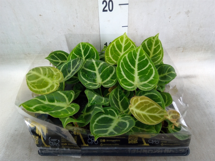 Crassula  'Buddha's Temple'