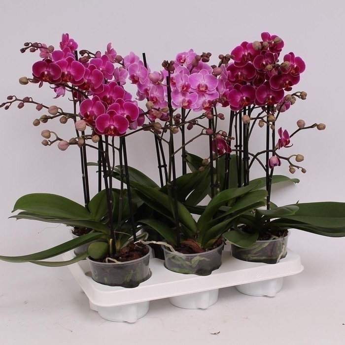 <h4>Phal. Multiflora 2-tak "Paarse/Lila/Roze tinten"</h4>