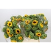 Helianthus Orange Fire