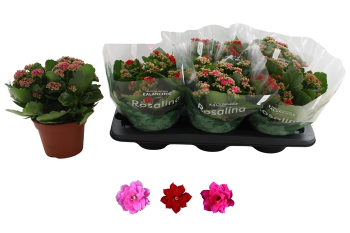 <h4>KAL GE RO GEM 3 KL</h4>