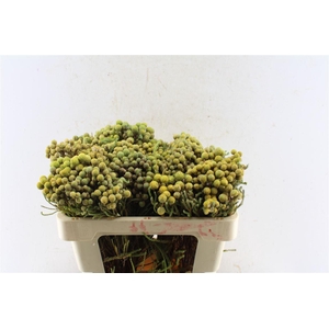 Kaaps Berzelia Abratanoides