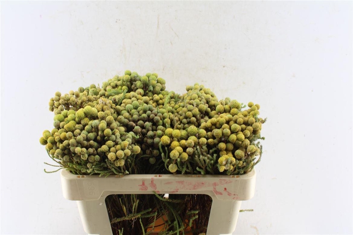 <h4>Kaaps Berzelia Abratanoides</h4>