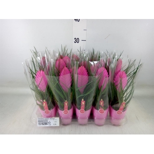 Tillandsia cyanea 'Vincent'