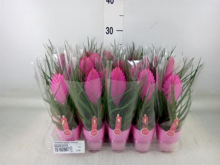 <h4>Tillandsia cyanea 'Vincent'</h4>