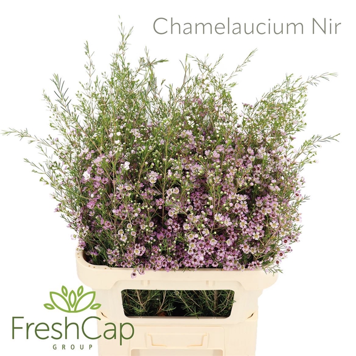 <h4>Chamelaucium unci. 'Early Nir'</h4>
