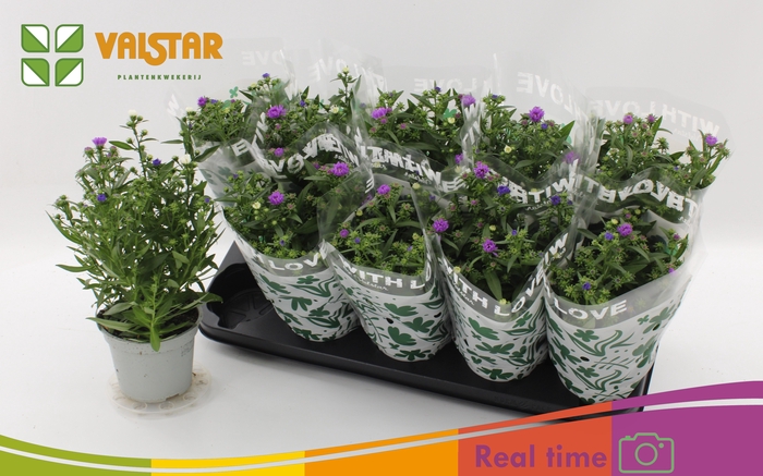 <h4>ASTER NB OV</h4>
