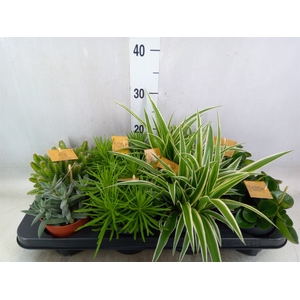 Planten  ..mix