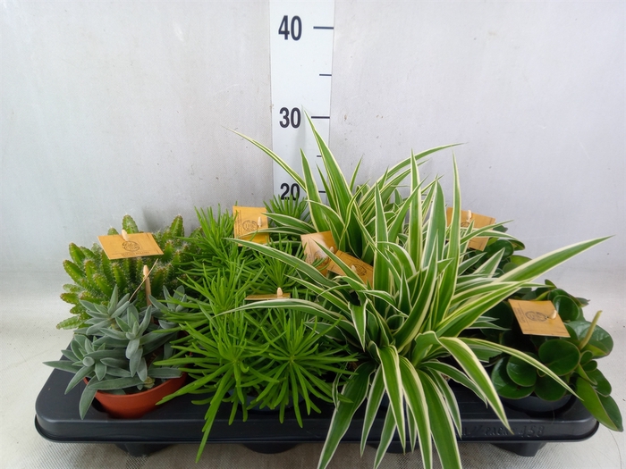 <h4>Planten  ..mix</h4>