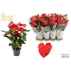 Anthurium 14 cm Casparo in Haute Couture sleeve