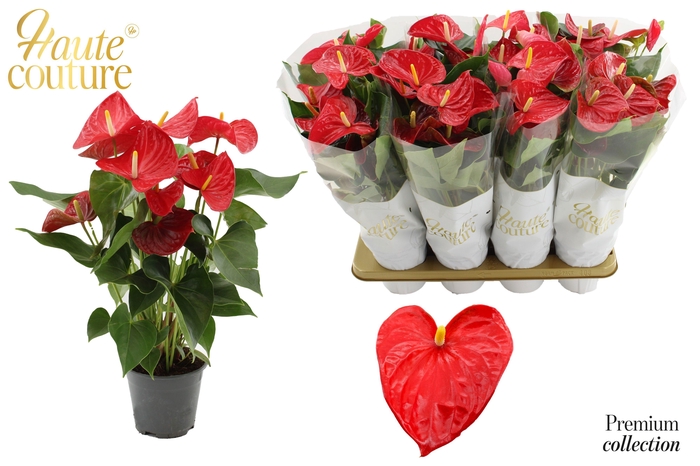 Anthurium 14 cm Casparo in Haute Couture sleeve
