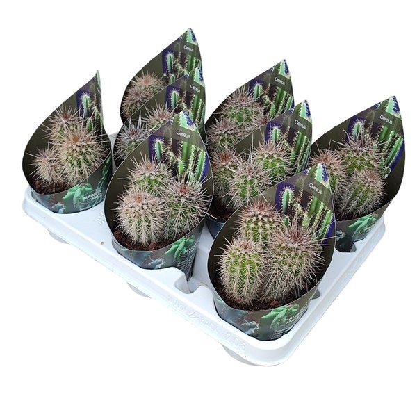 <h4>PACHYCEREUS PRINGLEI - POT Ø 10,5 WITH POTCOVER (CACTUS)</h4>